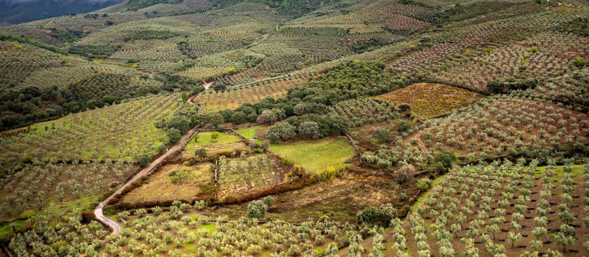 Paisajes de olivares