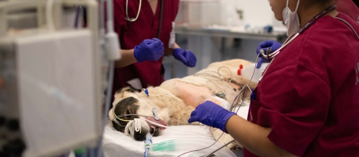 El Hospital Clínico Veterinario de la CEU UCH presta atención veterinaria a pequeños y grandes animales afectados por la DANA

REMITIDA / HANDOUT por UCH-CEU
Fotografía remitida a medios de comunicación exclusivamente para ilustrar la noticia a la que hace referencia la imagen, y citando la procedencia de la imagen en la firma
05/11/2024