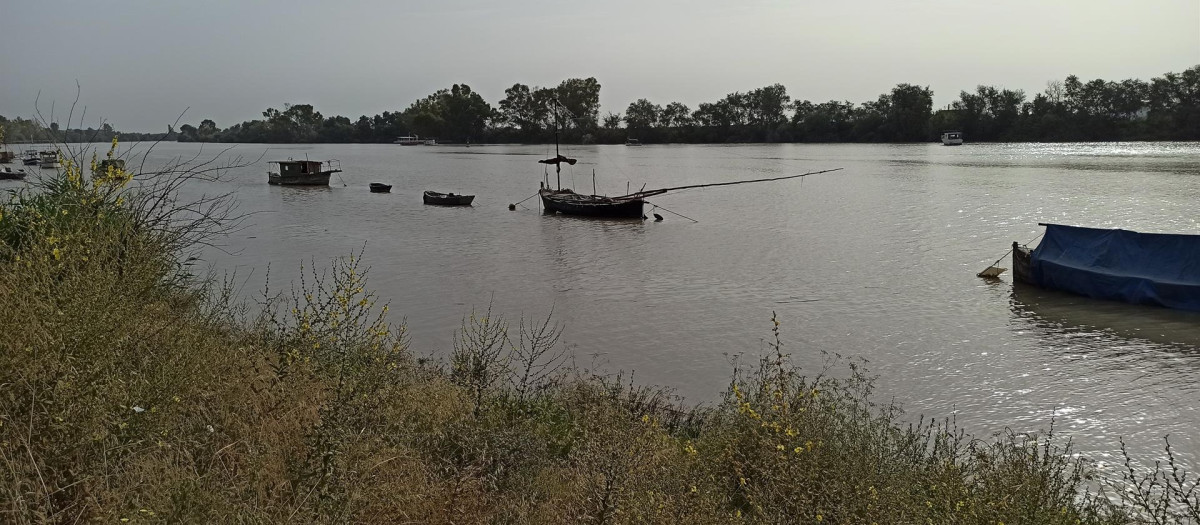 El río Gualdalquivir, a su paso por Coria del Río (archivo)