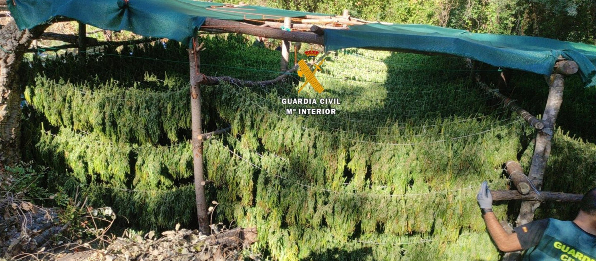 La Guardia Civil desmantela una plantación de marihuana que se ocultaba en el Parque Nacional Sierra de las Nieves