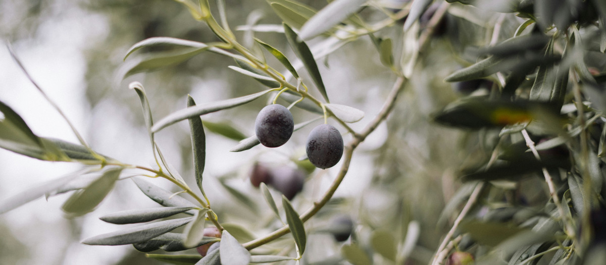 El olivo negro es un árbol perenne en lugares húmedos