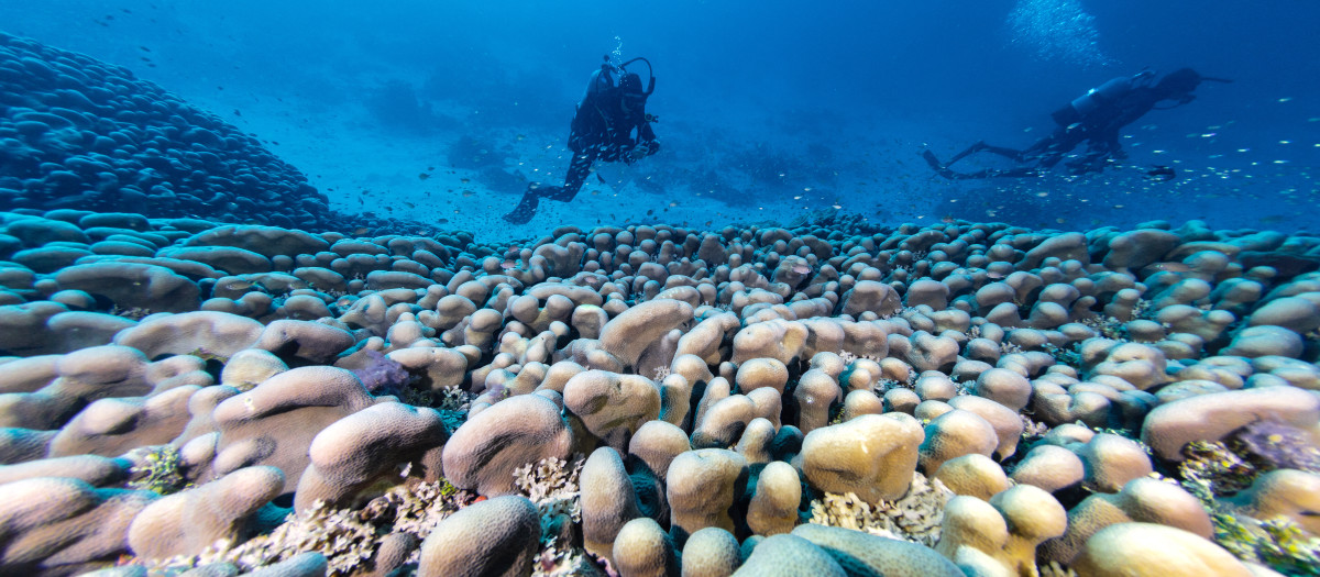 Buceadores nadando sobre el coral más grande del mundo ubicado cerca de las Islas Salomón del Pacífico