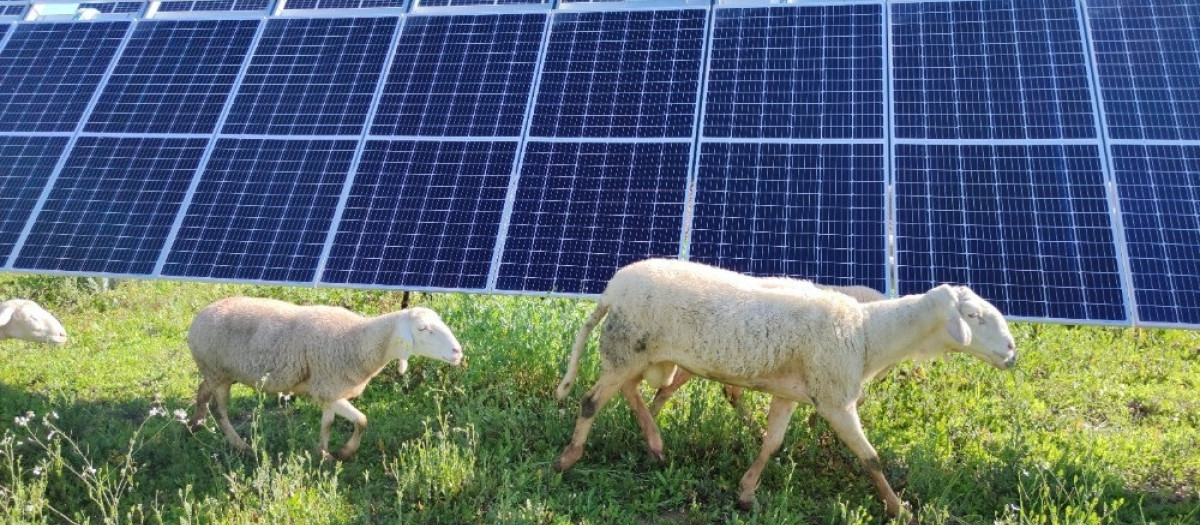 Endesa ha integrado el uso del suelo con el sector primario, contando con pastores locales cuyas ovejas ayudan al desbroce natural del terreno