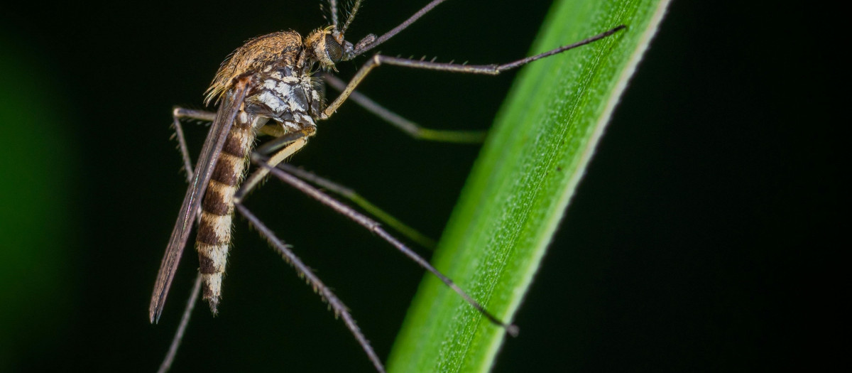 El virus del Nilo Occidental pertenece al grupo de los flavivirus