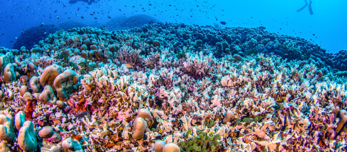 Buceadores nadando sobre el coral más grande del mundo ubicado cerca de las Islas Salomón del Pacífico