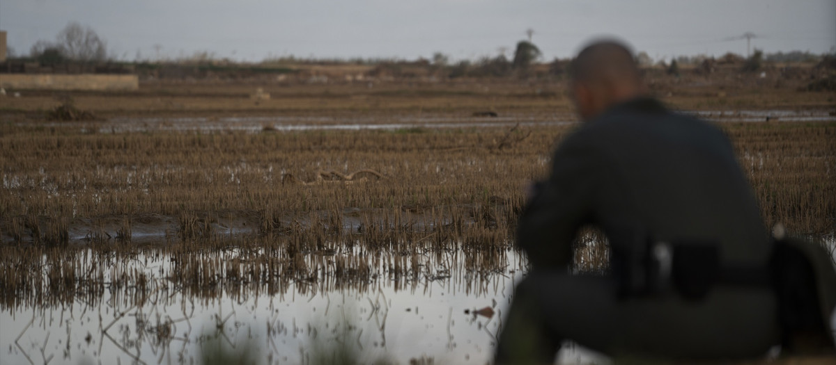 Un agente controla un dron para la búsqueda de desaparecidos en La Albufera, a 18 de noviembre de 2024, en Valencia