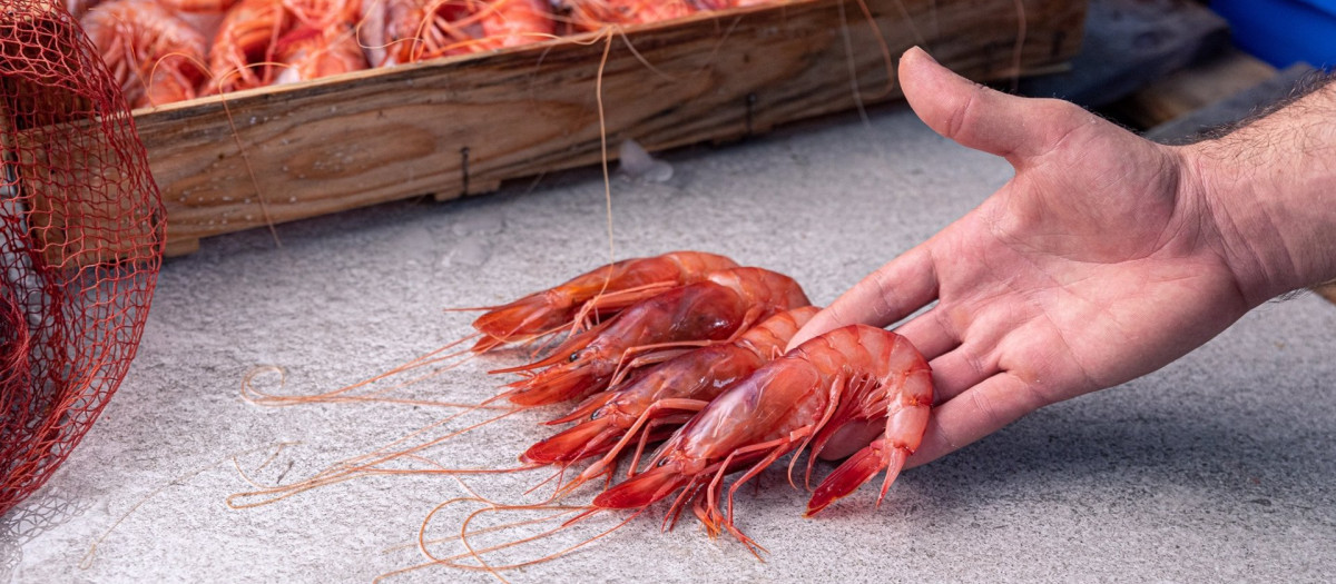 Gamba roja de Almería