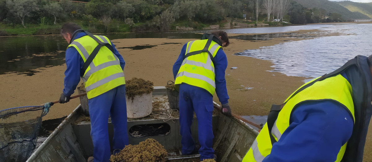 Unos operarios retiran azolla del río Tajo