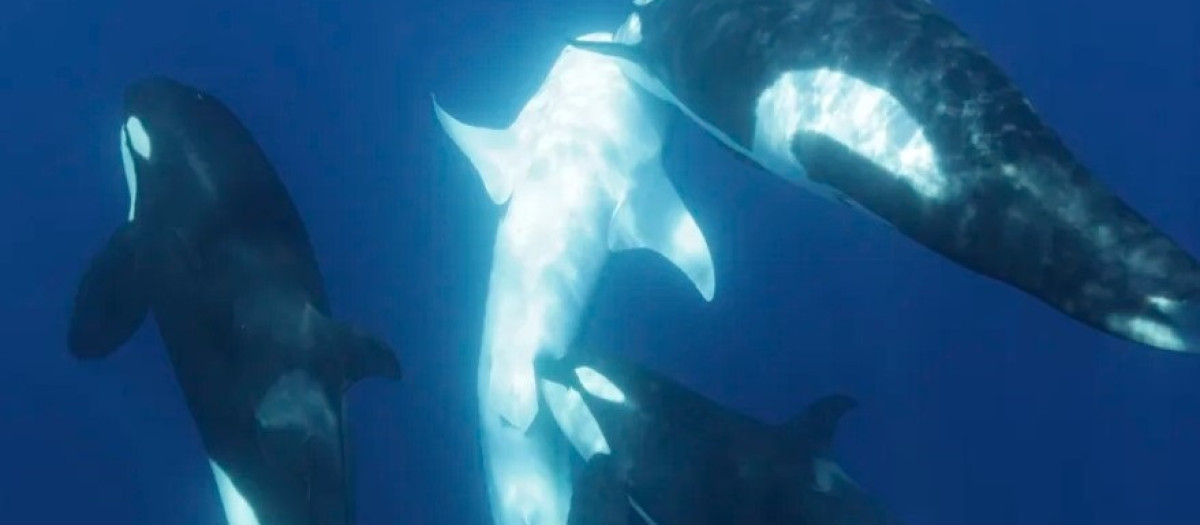 El tiburón ballena es llevado a la superficie y una orca muerde cerca del área pélvica