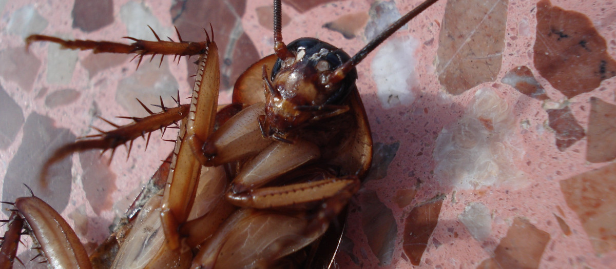 Una cucaracha en una casa