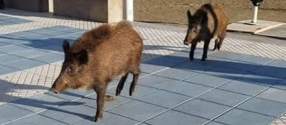 Una pareja de jabalíes en la playa de Oropesa del Mar, Castellón