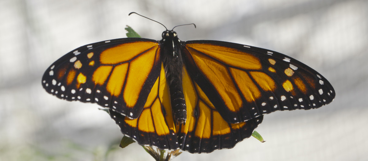 Mariposa monarca