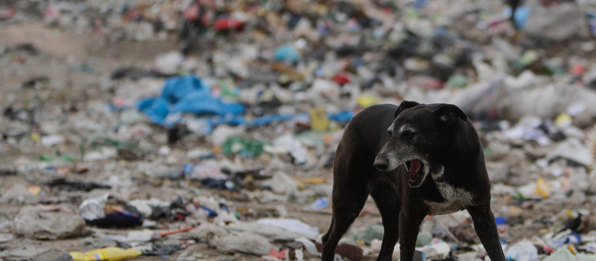 Un perro busca comida entre cartones y botellas