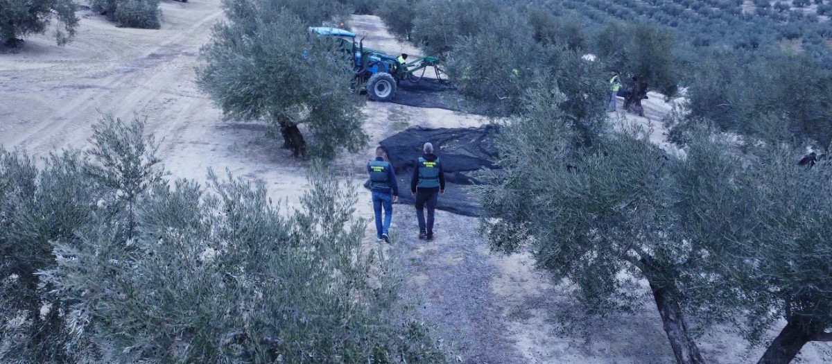 Dos agentes de la Guardia Civil en un olivar