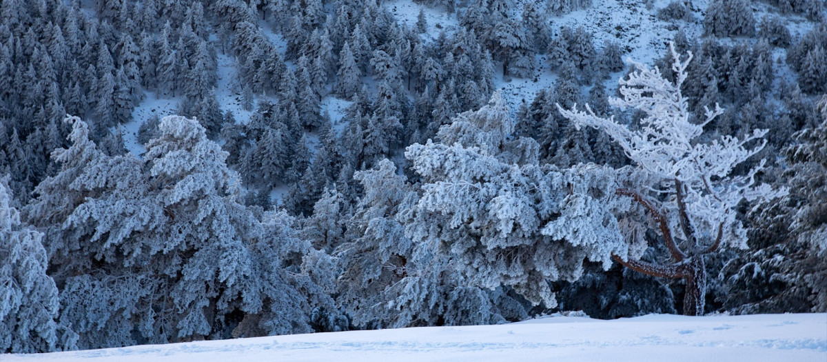 Pinos nevados en el Puerto de Cotos