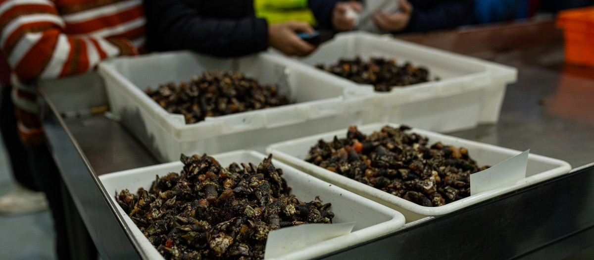 Varios lotes de percebes, durante la subasta del percebe en la lonja de O Grove