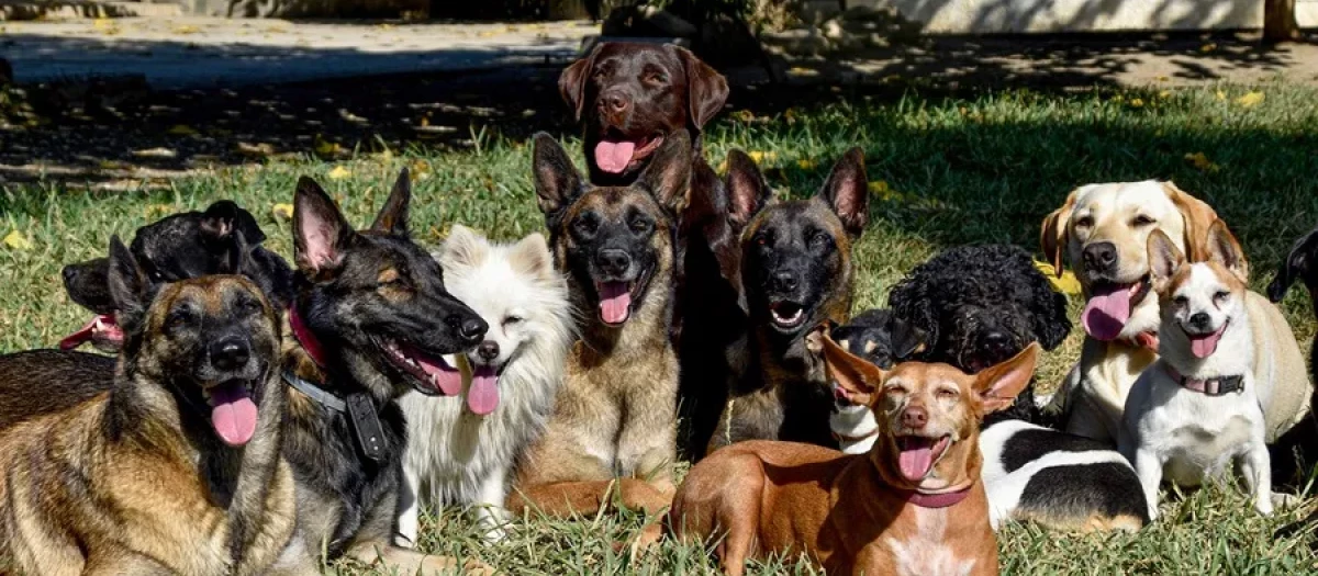 Un grupo de perros en un parque