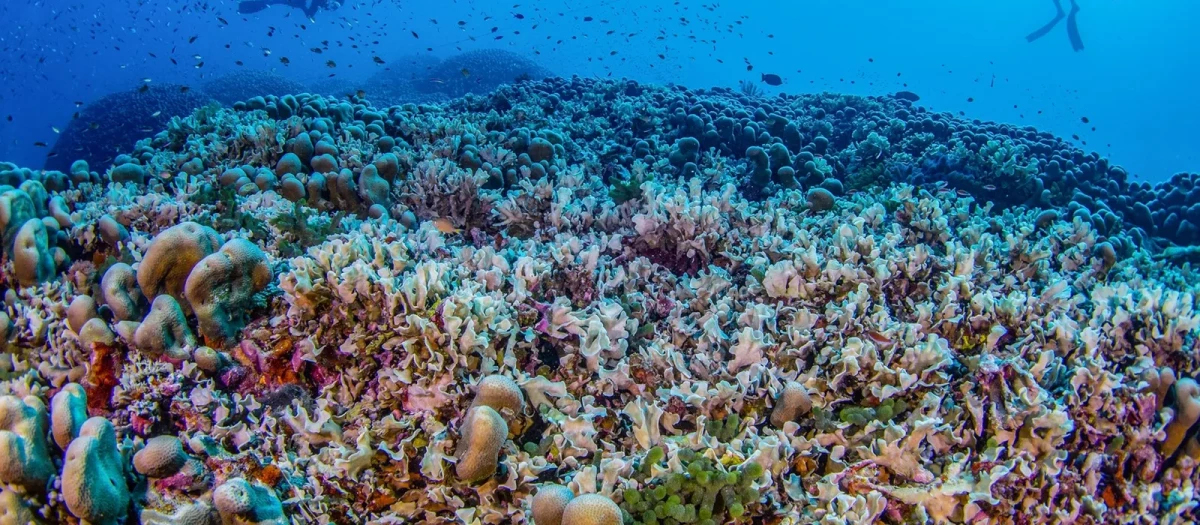 Imagen del coral más grande del mundo descubierto por el biólogo español Manu San Félix