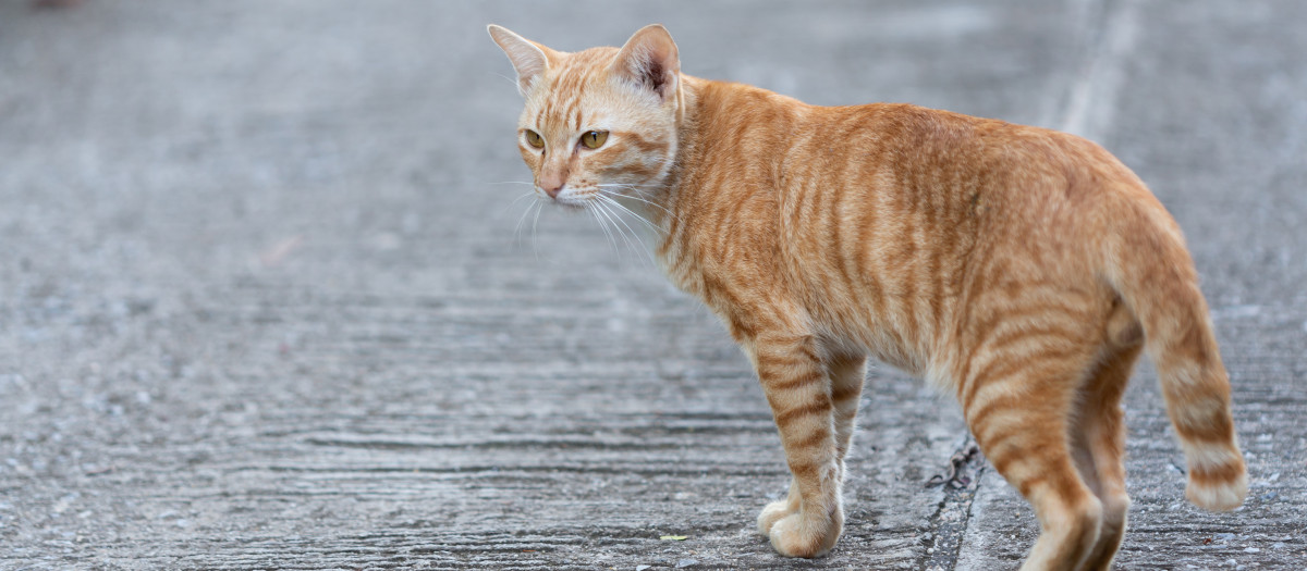 Un gato en una carretera