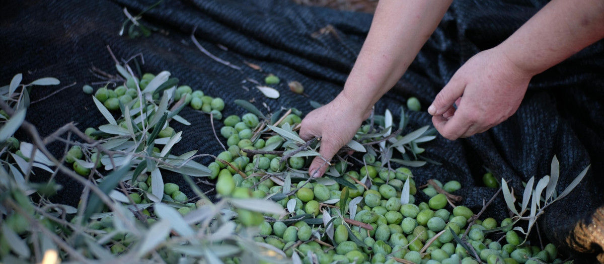 Recolección de aceitunas