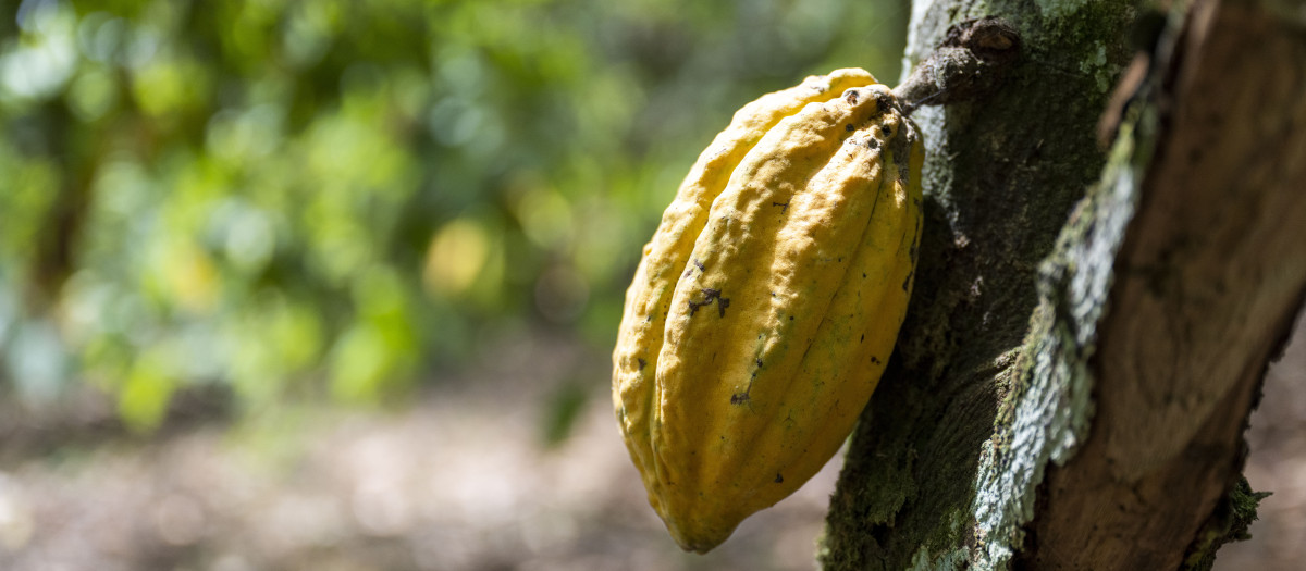 Una mazorca de cacao lista para ser recogida del árbol en Costa de Marfil