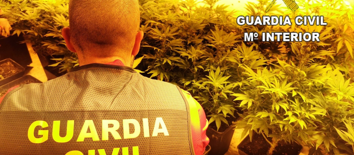 Agente de la Guardia Civil en una plantación de marihuana