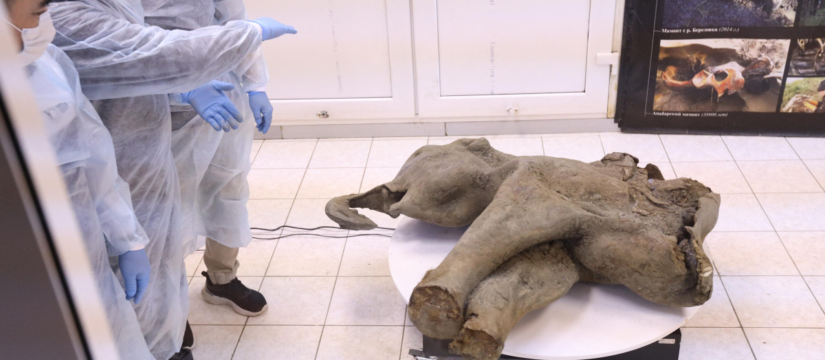 Cadáver de un bebé mamut, cuya edad se estima en más de 50.000 años, durante su presentación en Yakutsk