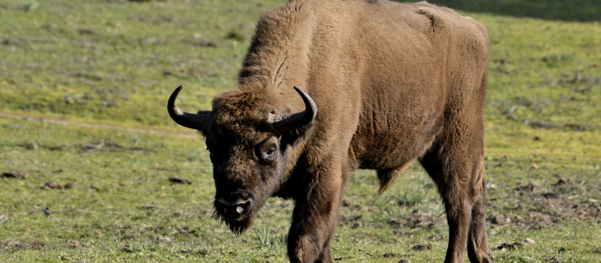 Ejemplar de bisonte en la Sierra de Andújar