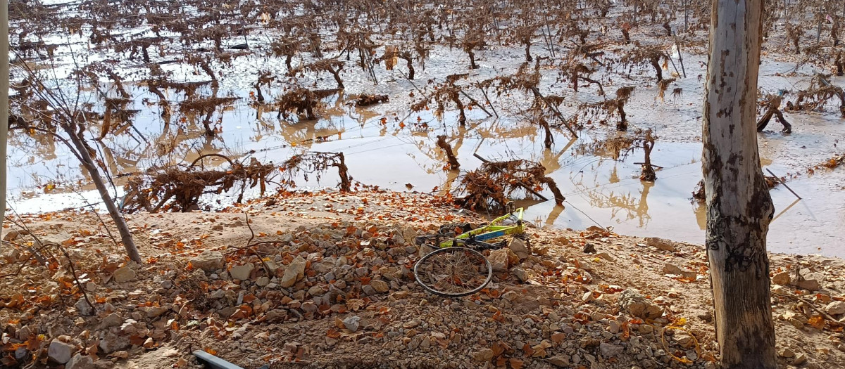 Un viñedo anegado en Utiel por la dana