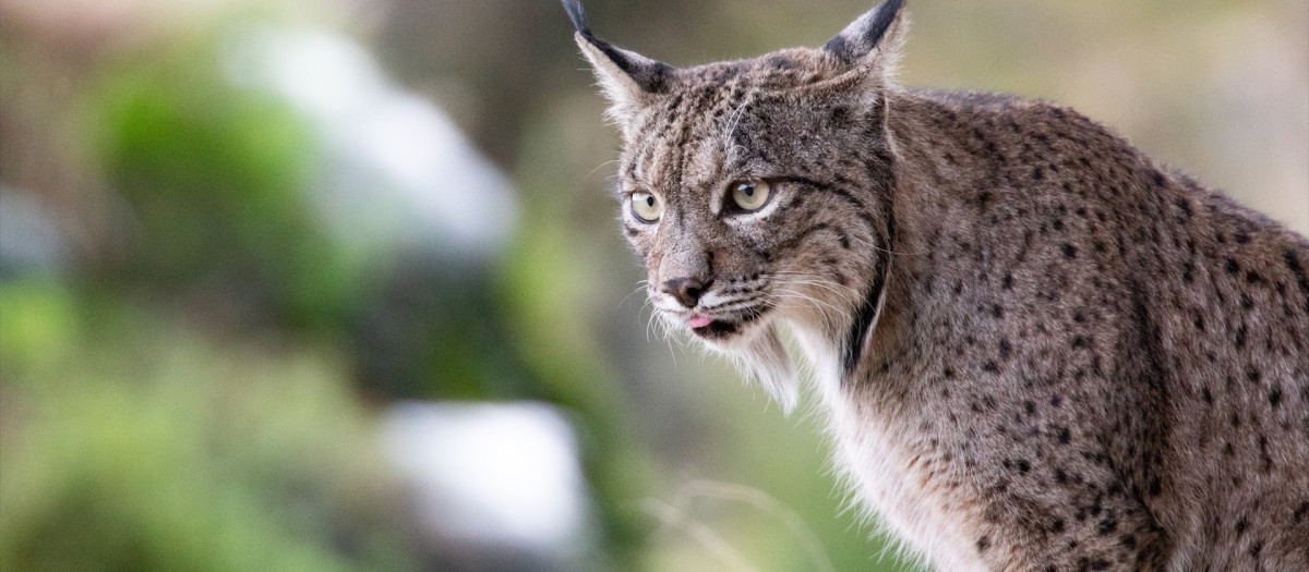 Un lince en el Parque Natural de la Sierra de Andújar, Jaén