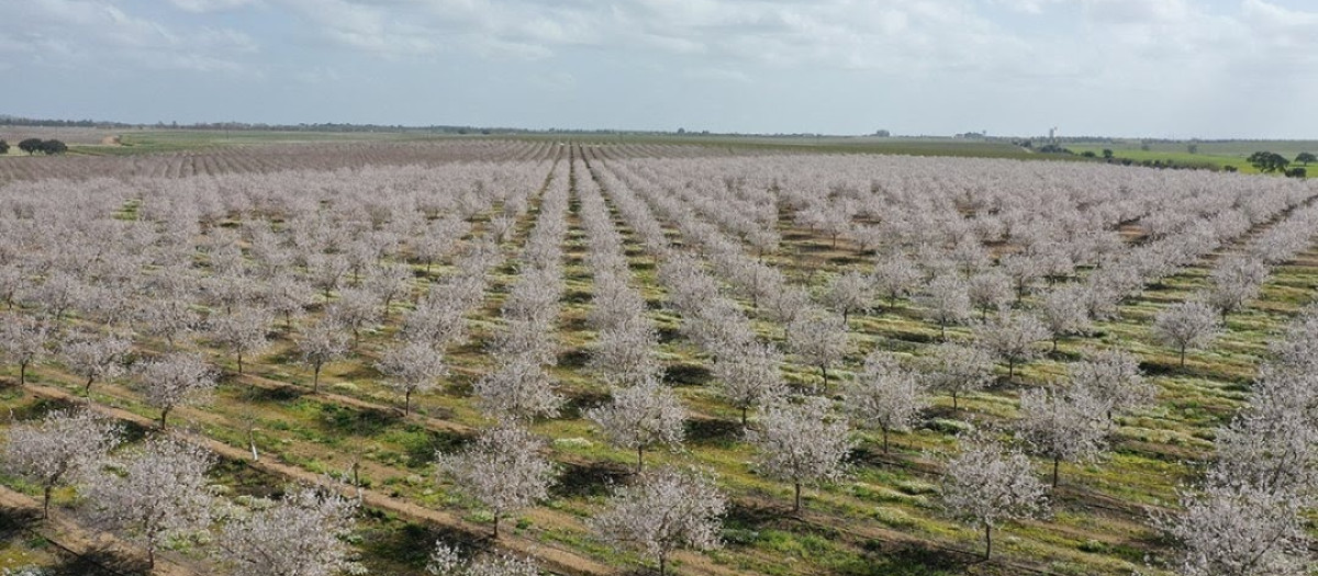 Plantación de almendros