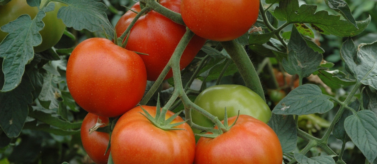 Kilos y kilos de tomates de la huerta sevillana