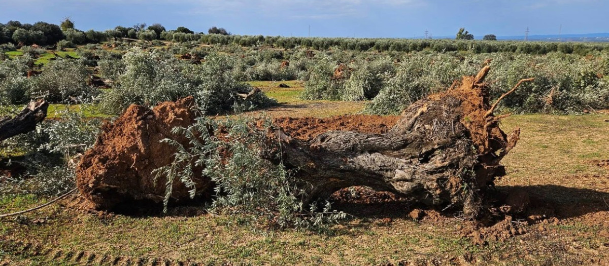 Expropiaciones forzosas y olivos arrancados
