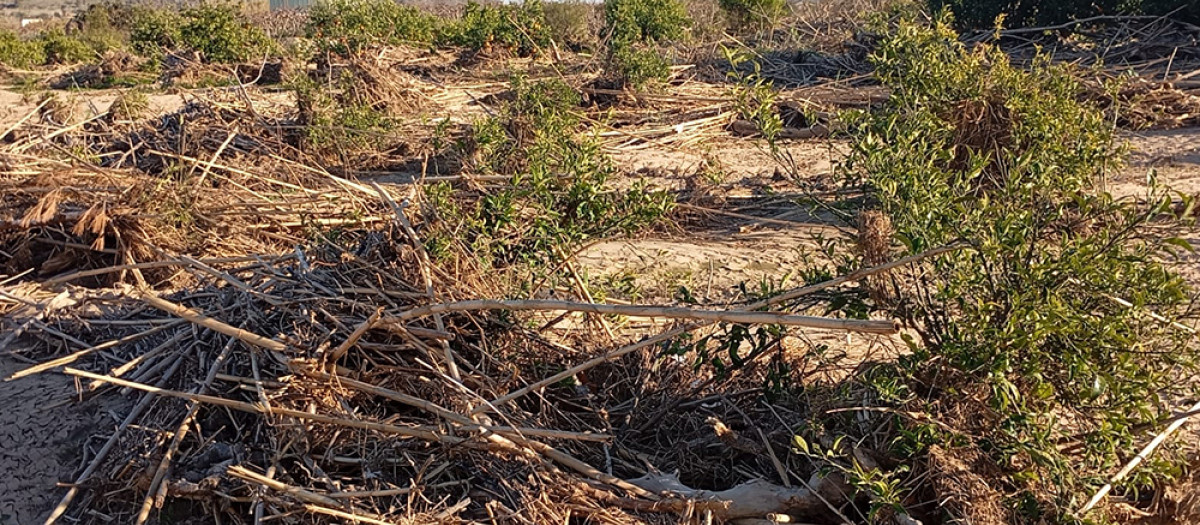 Naranjos devastados por la dana