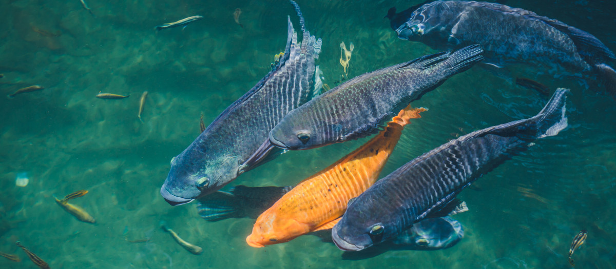 Peces en un lago