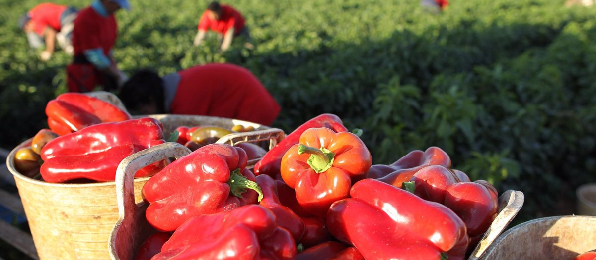 Pimientos rojos