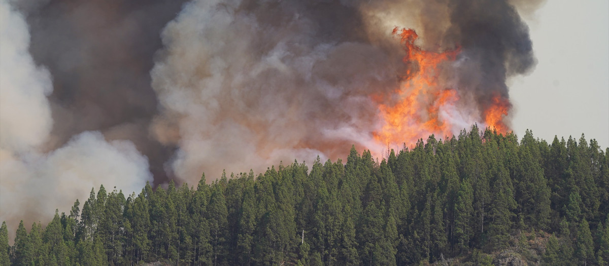 Incendio forestal en La Orotava, Tenerife