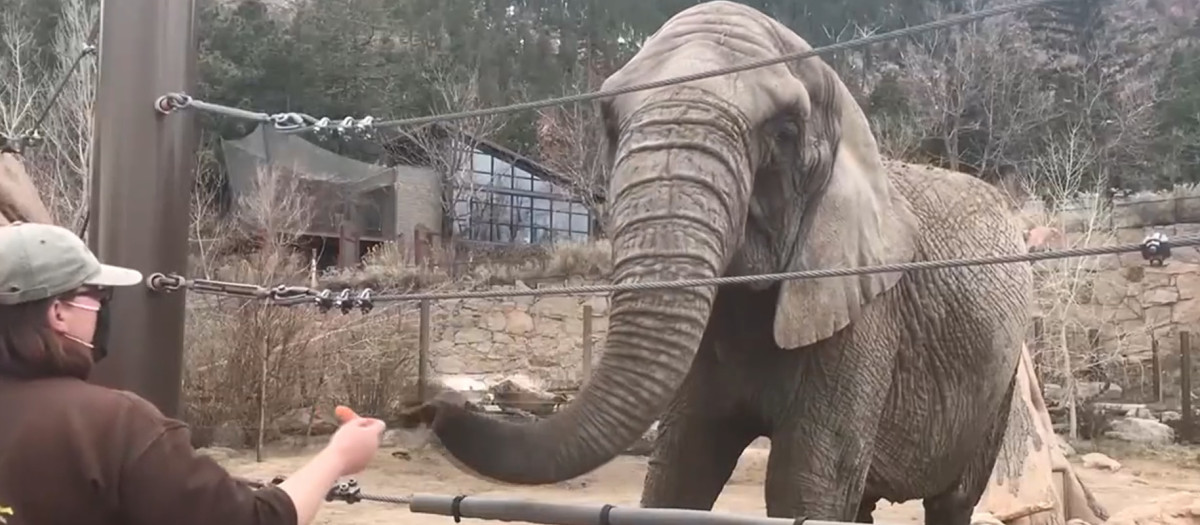 Un elefante en el zoológico Cheyenne Mountain Zoo