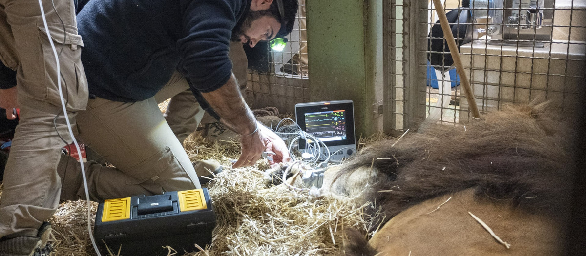 Intervención veterinaria a Lubango en las instalaciones interiores del BIOPARC, Valencia