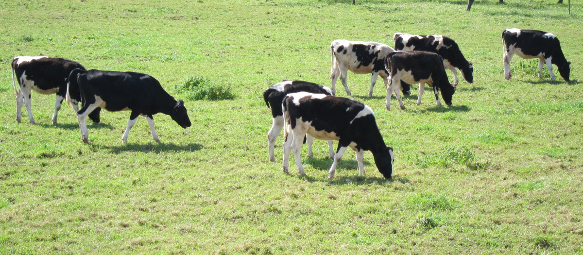 Vacas pastando en Tineo (Asturias)