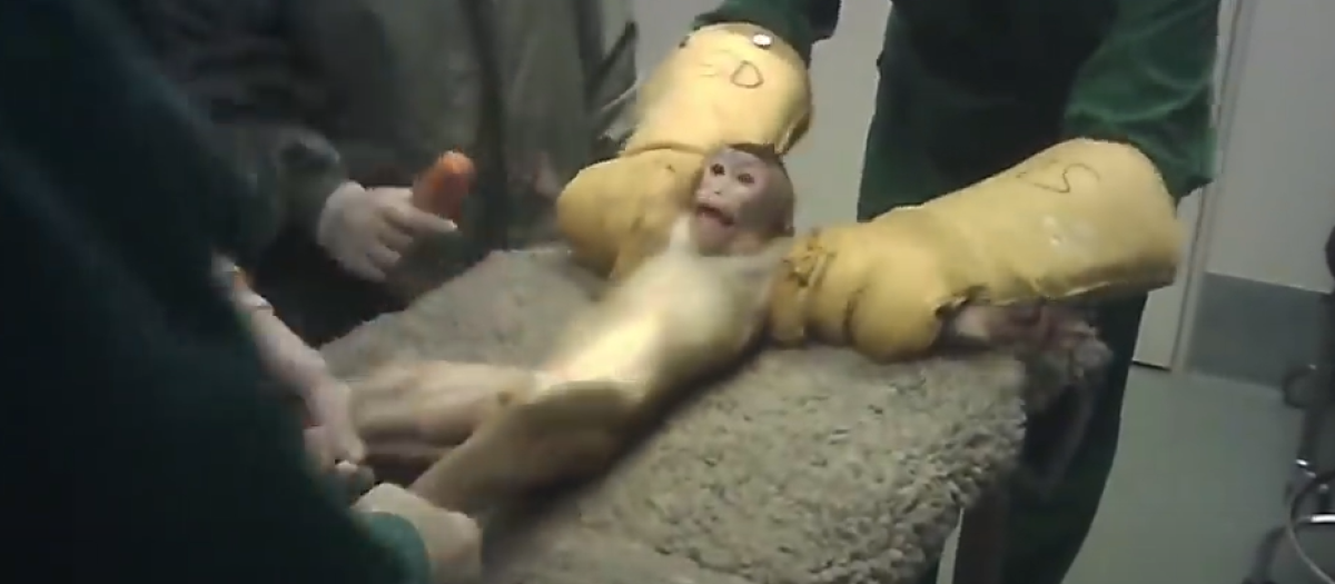 Mono maltratado en Vivotecnia