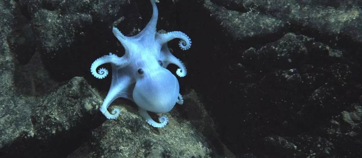 Imagen del pulpo fantasma llamado 'Casper