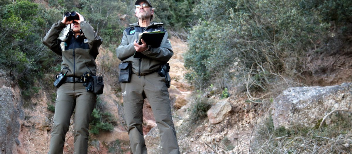 Agentes rurales instalando drones para el recuento de cabras en Montserrat