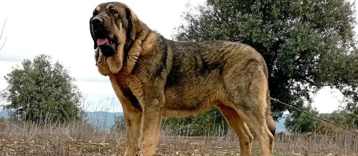 Ejemplar de mastín español