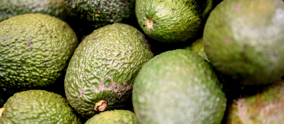 Aguacates