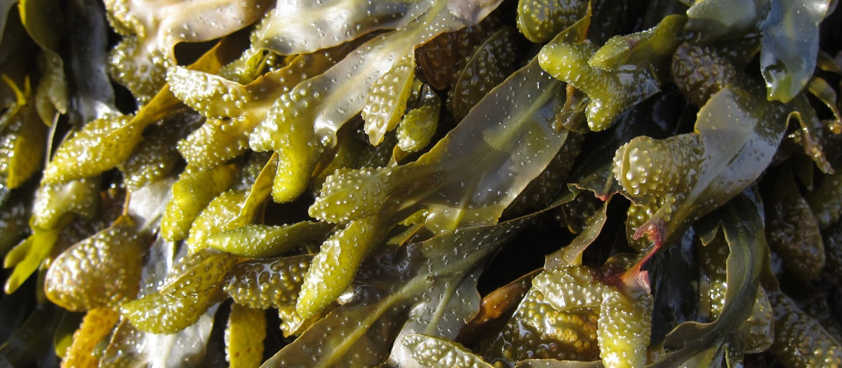 Fucus Espiralis

REMITIDA / HANDOUT por AZTI
Fotografía remitida a medios de comunicación exclusivamente para ilustrar la noticia a la que hace referencia la imagen, y citando la procedencia de la imagen en la firma
13/2/2025