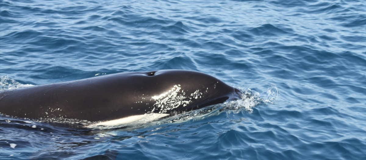 Orcas en aguas del Estrecho de Gibraltar