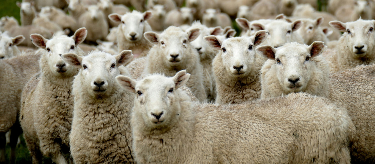 Un rebaño de ovejas, en una imagen de archivo