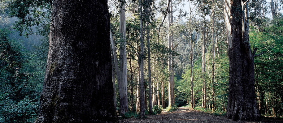 El Bosque de Gigantes de Galicia