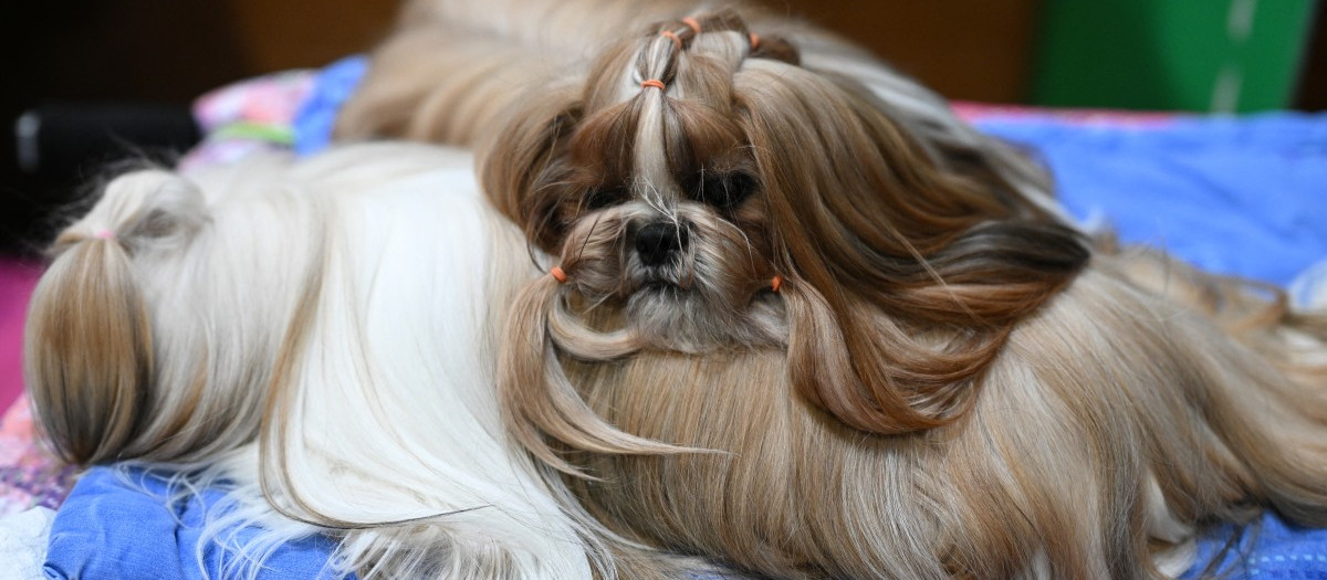 Tres Shih Tzu se relajan